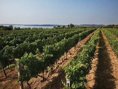Sirmione celebra il Lugana