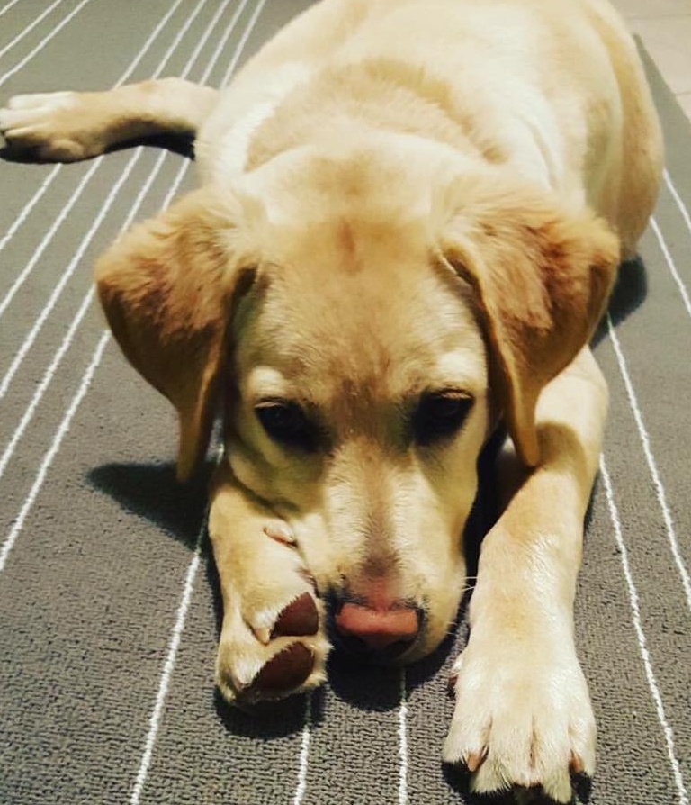 Sospiro di sollievo: ritrovato Pallino