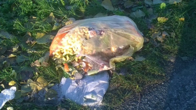 Immondizia nei fossi dell’Alto Mantovano