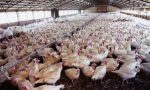 Allarme avicoltura, a lanciarlo è Confagricoltura Brescia