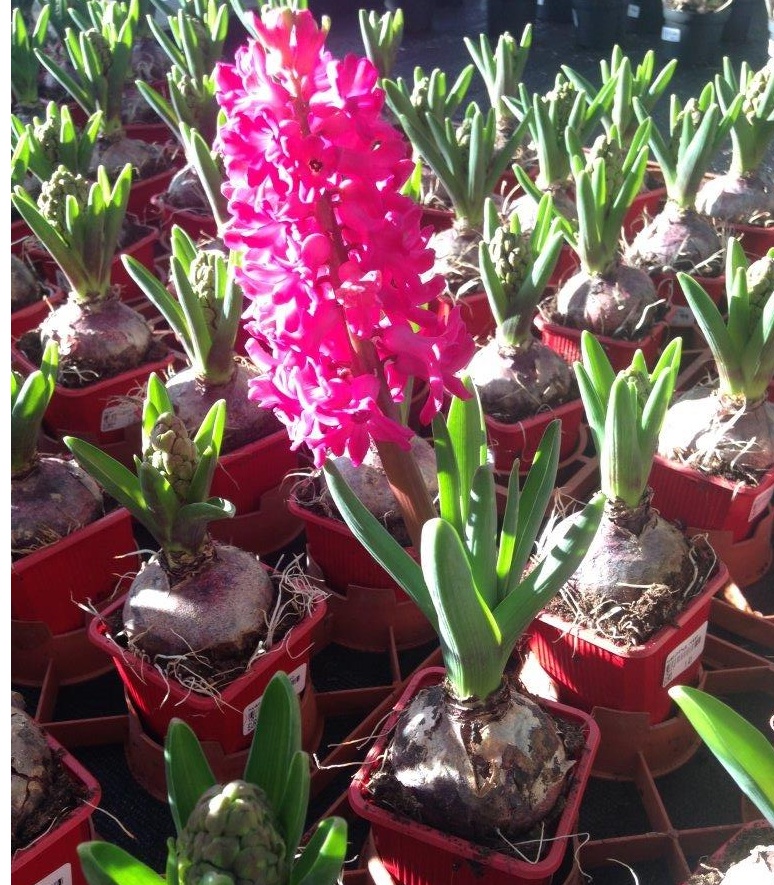 Torna anche sul Garda il Garden Festival d’Autunno