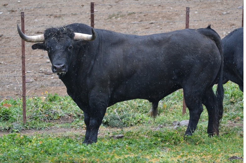 Toro in fuga, abbattuto dalle autorità