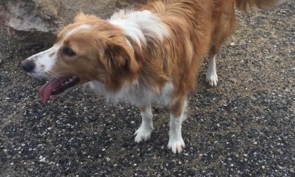 APPELLO URGENTE: trovato cane a Peschiera del Garda