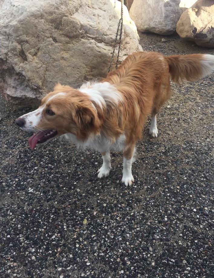 APPELLO URGENTE: trovato cane a Peschiera del Garda