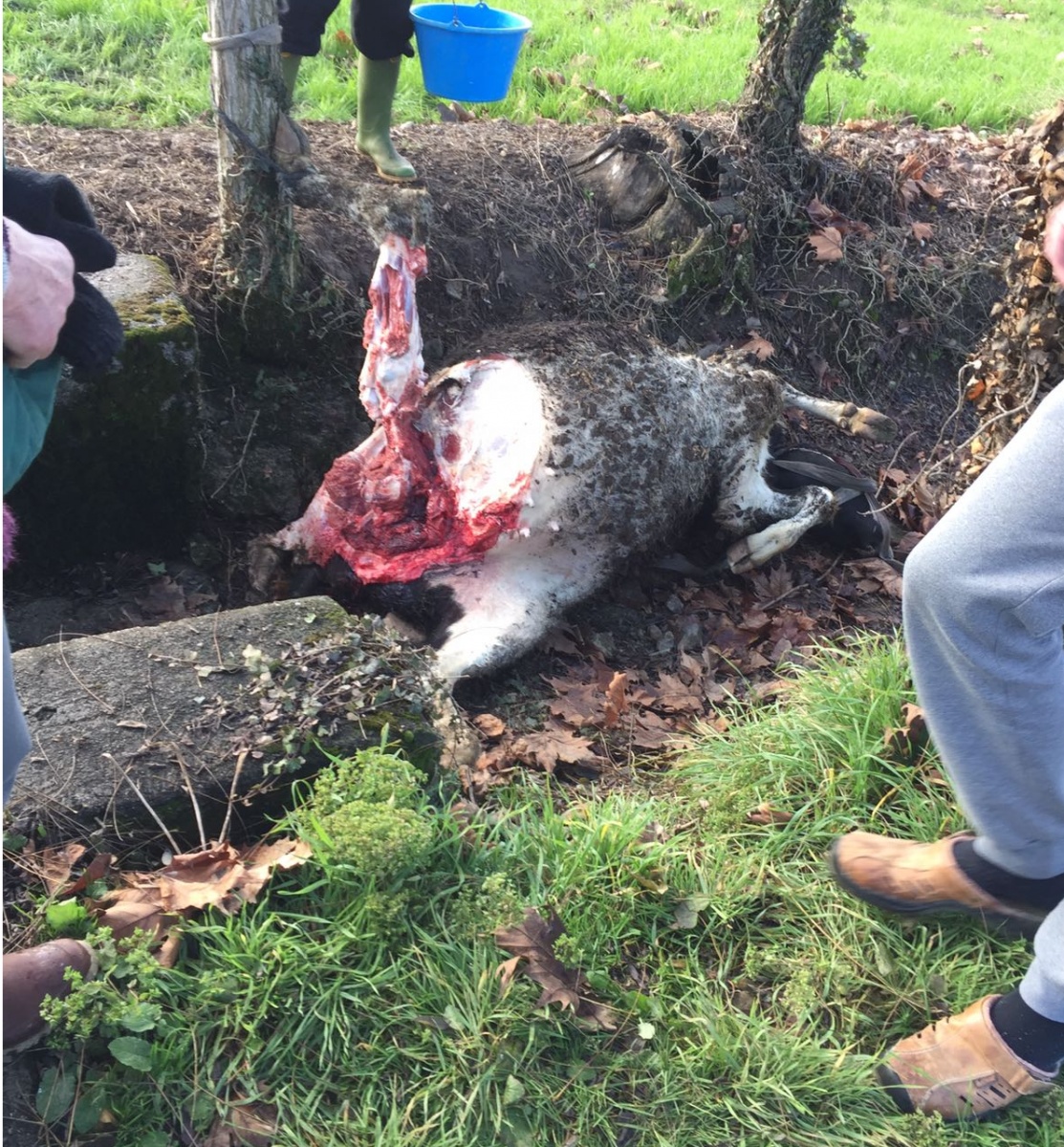 Un’altra mucca squartata dai ladri