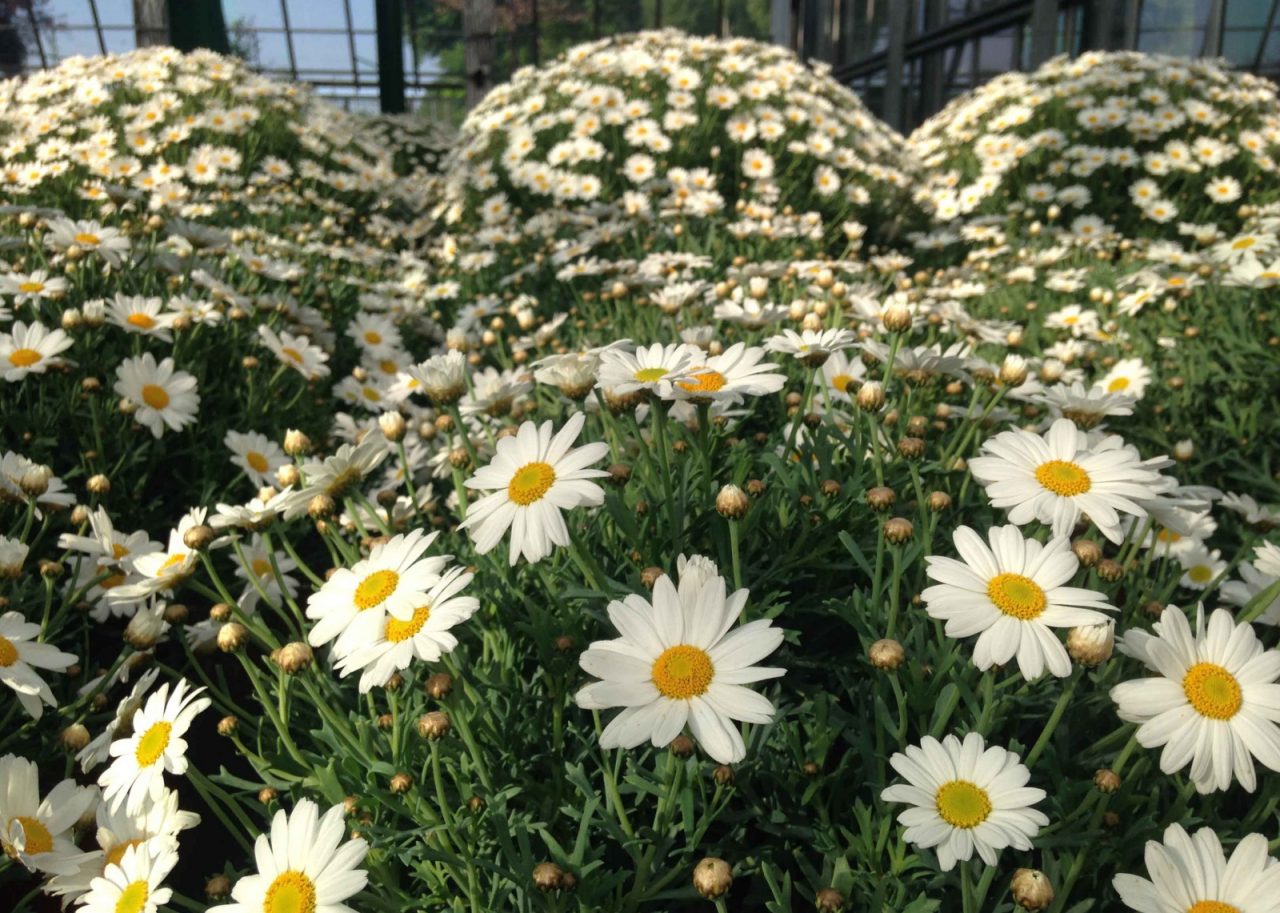 Una margherita contro il cancro