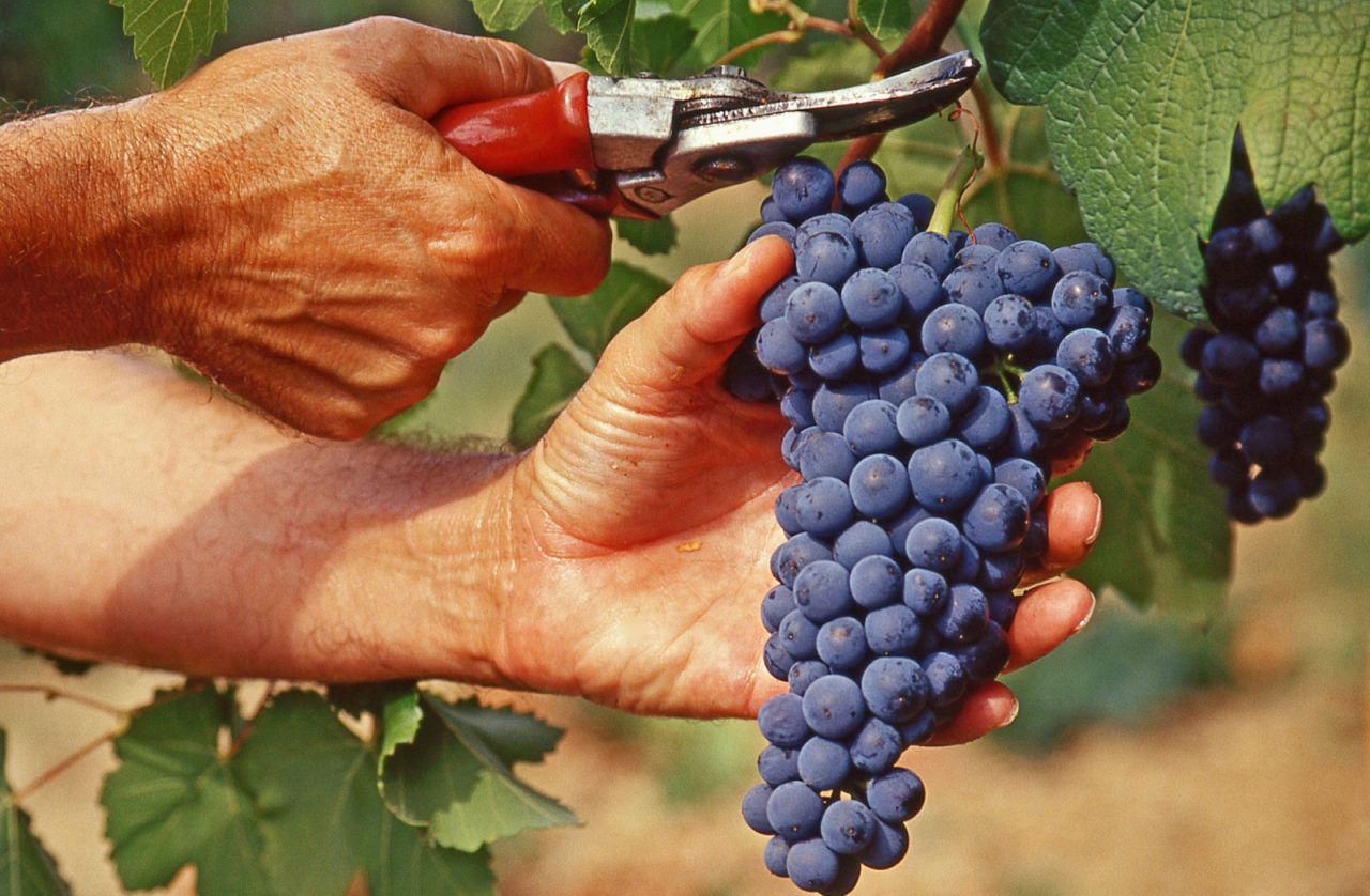 Valtenesi, iniziata la vendemmia