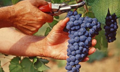Valtenesi, iniziata la vendemmia