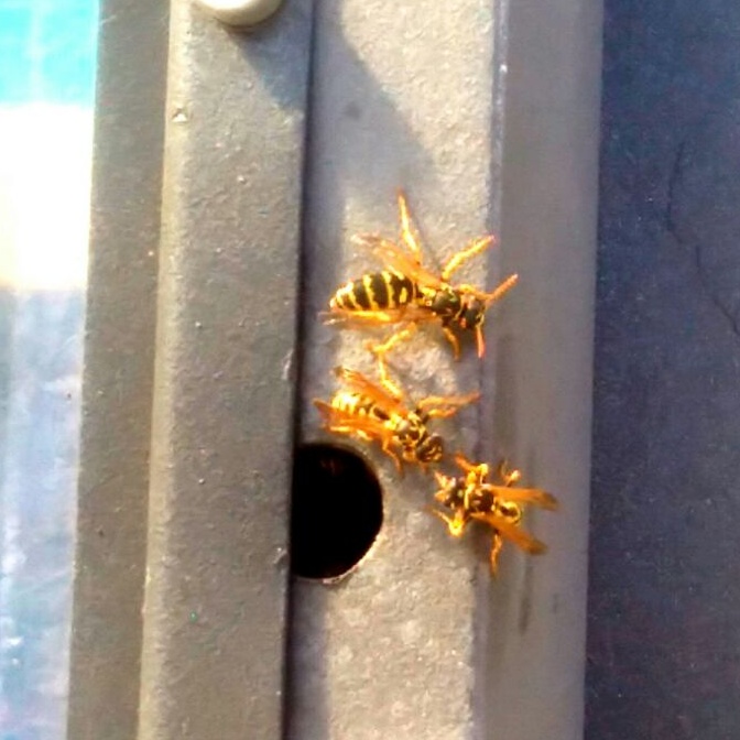 Vespe alla fermata del bus: attenzione