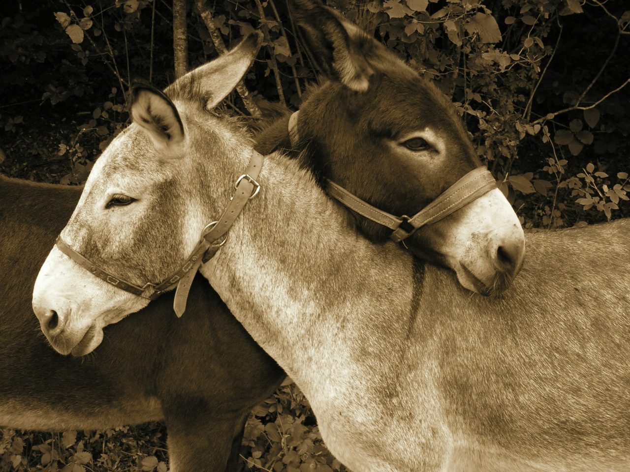 Racconti dell’asino in biblioteca