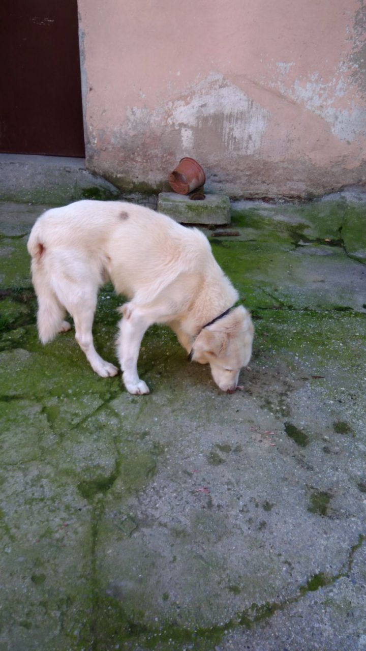 Cane senza microchip in giro incustodito: padrone multato