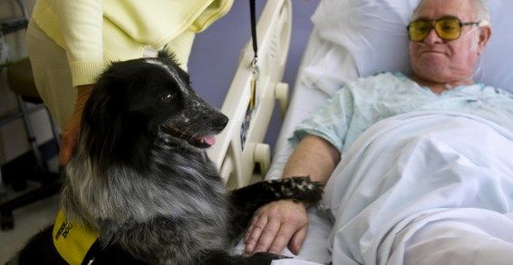 Pet therapy In Lombardia è permessa negli ospedali