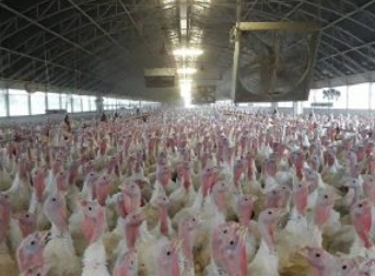 Più di diecimila galline uccise dal caldo