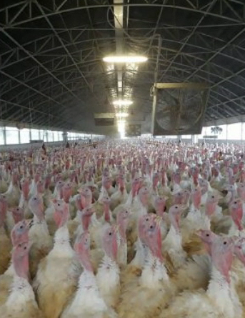 Emergenza aviaria il caso approda in Regione