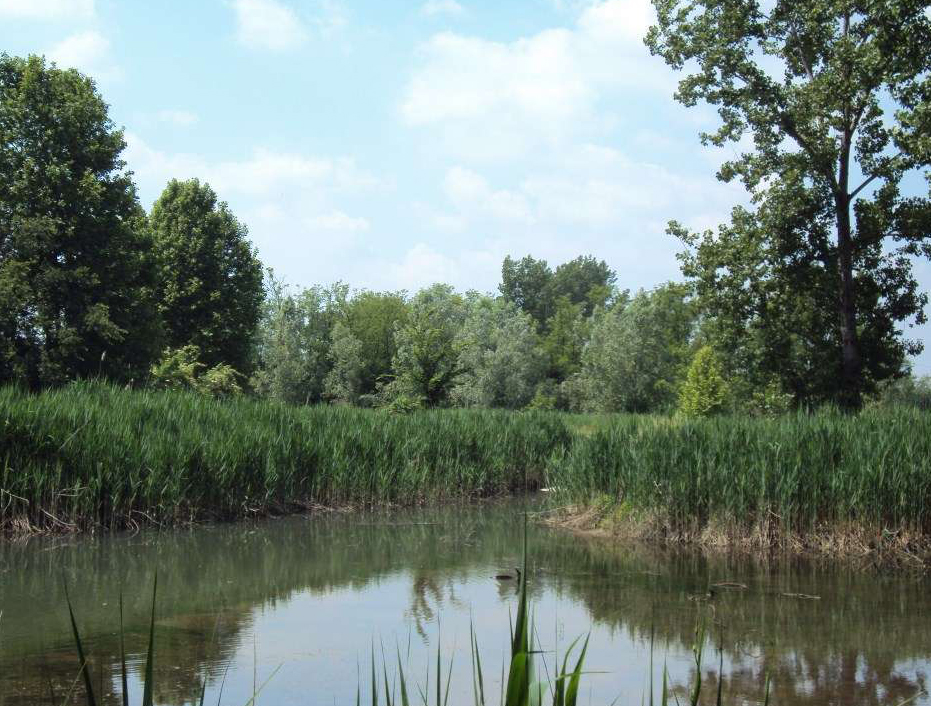 Continua la diatriba per il taglio piante