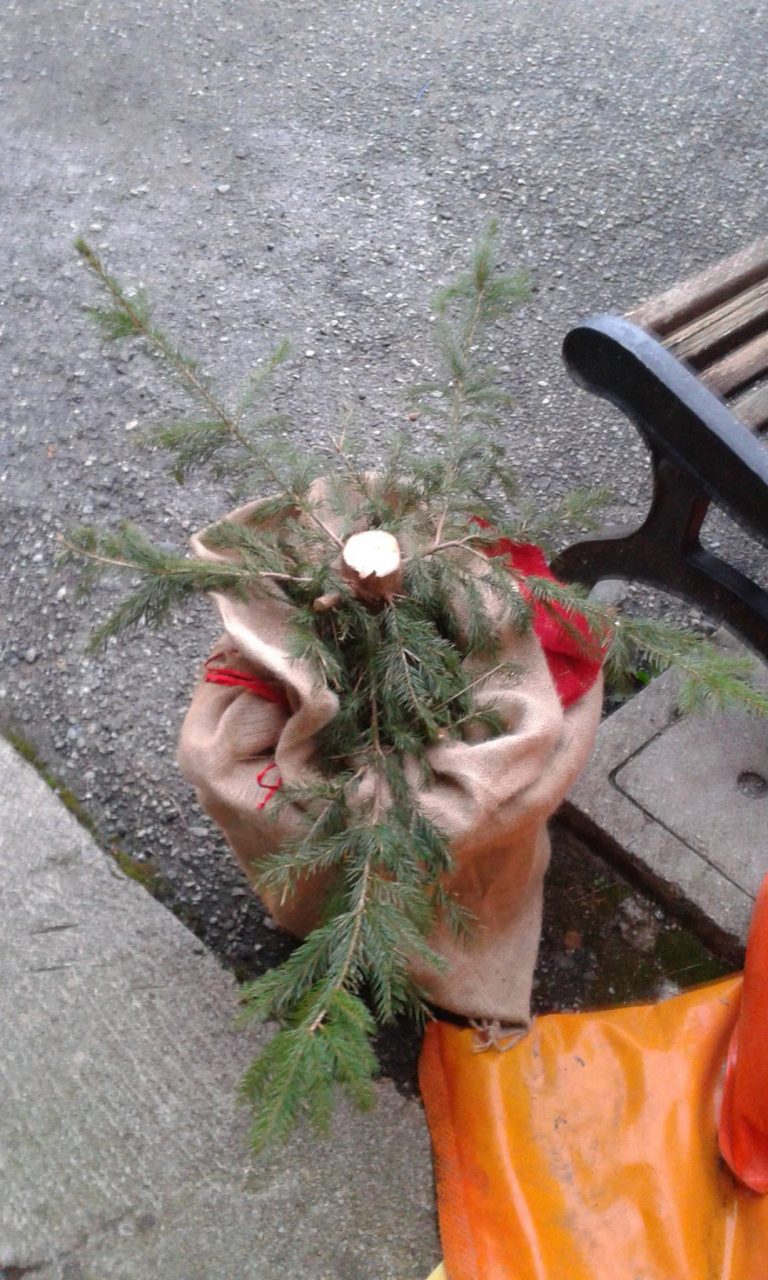 Ruba un albero di Natale ma le telecamere lo riprendono