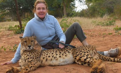 Dalla Valtenesi alla Namibia per salvare i ghepardi