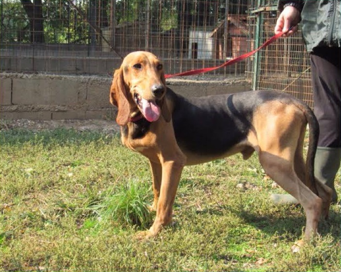 Abbandono dei cani da caccia, è allarme nel bresciano