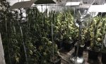 Laboratorio di marijuana e armi arrestato 38enne