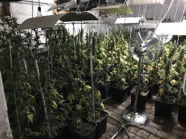 Laboratorio di marijuana e armi arrestato 38enne