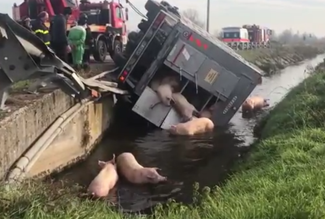 Maiali nella roggia dopo il ribaltamento di un camion IL VIDEO