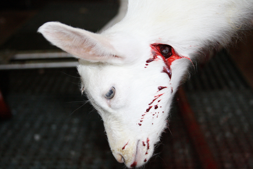 Sgozza 30 agnelli in cascina: denunciato da Ats