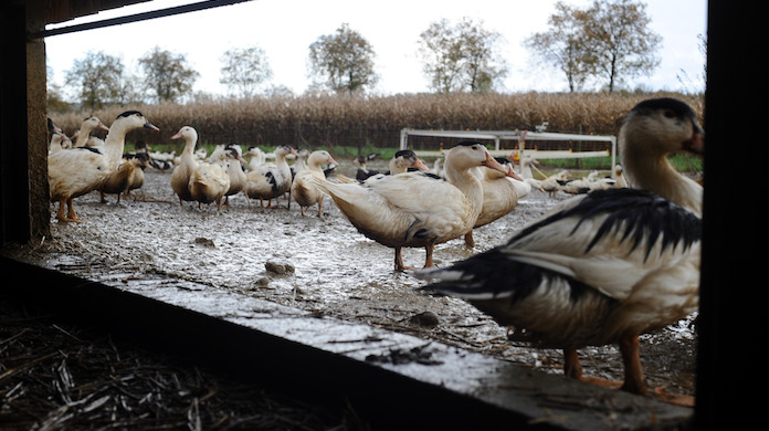 Cinquanta anatre “illegali” sequestrate dalla Forestale
