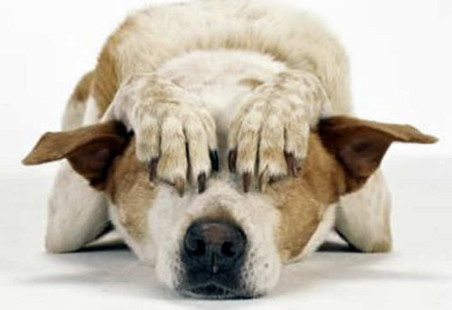 Botti a Capodanno: ecco come aiutare i nostri animali ad avere meno paura