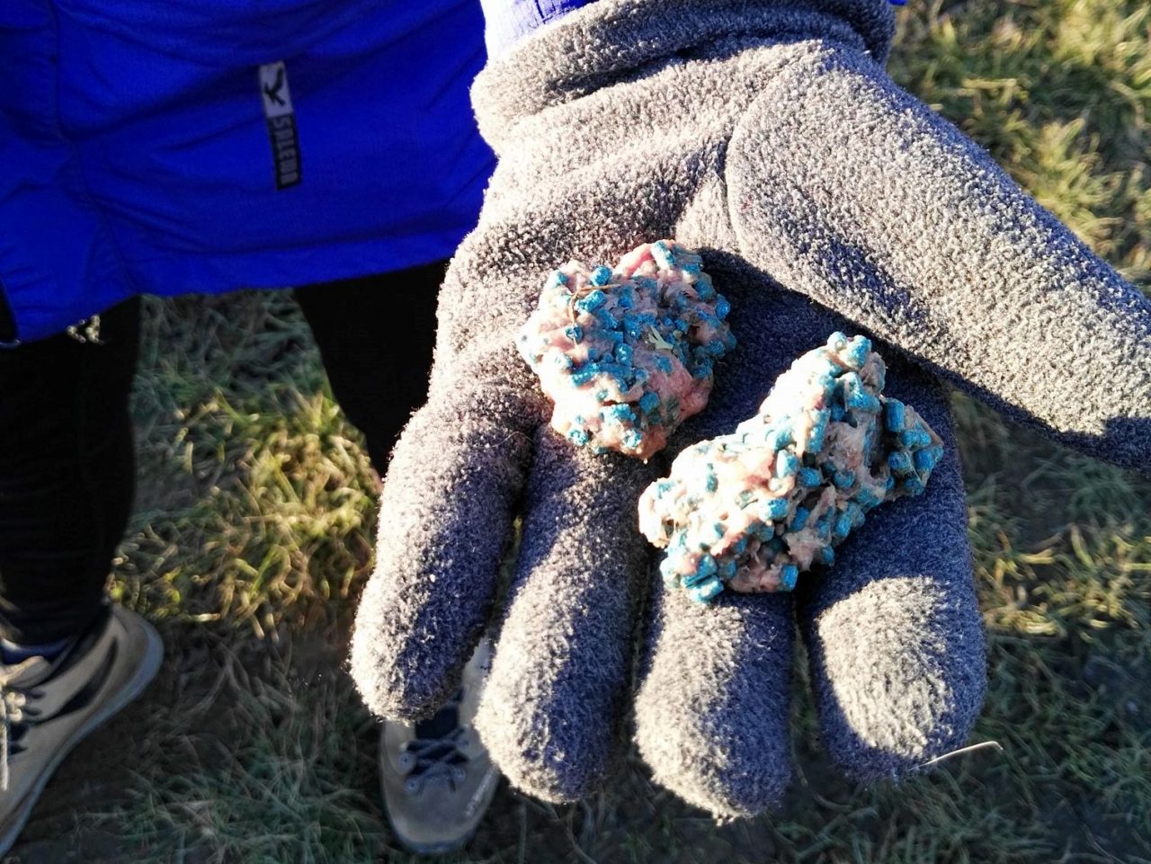 Bocconi avvelenati nelle strade di campagna