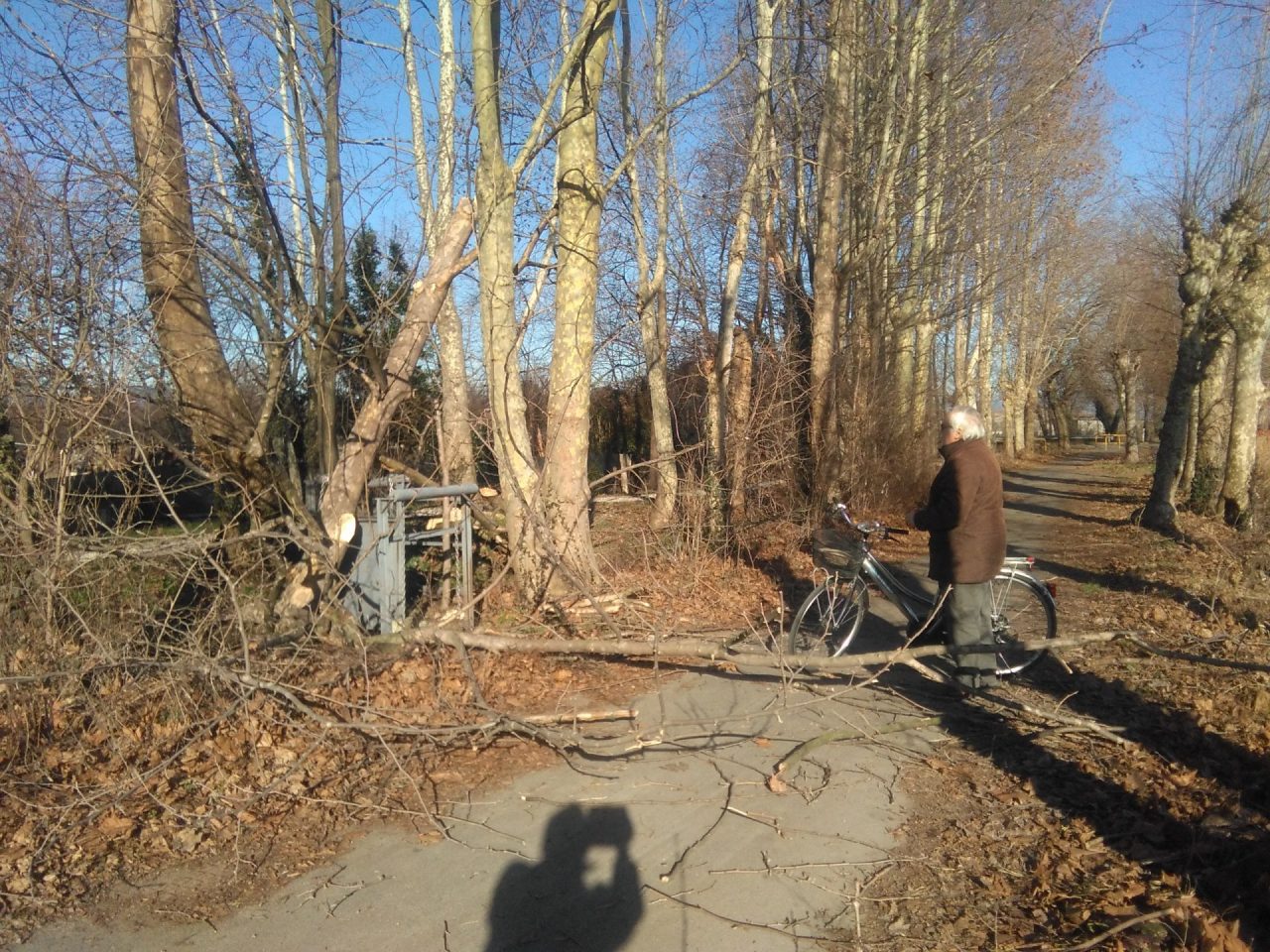 Grosso ramo blocca il viale dei platani