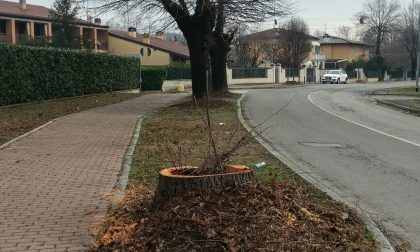 Guerra per l’abbattimento degli alberi
