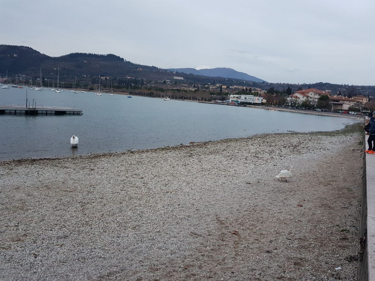 Cigno salvato a Bardolino da una volontaria