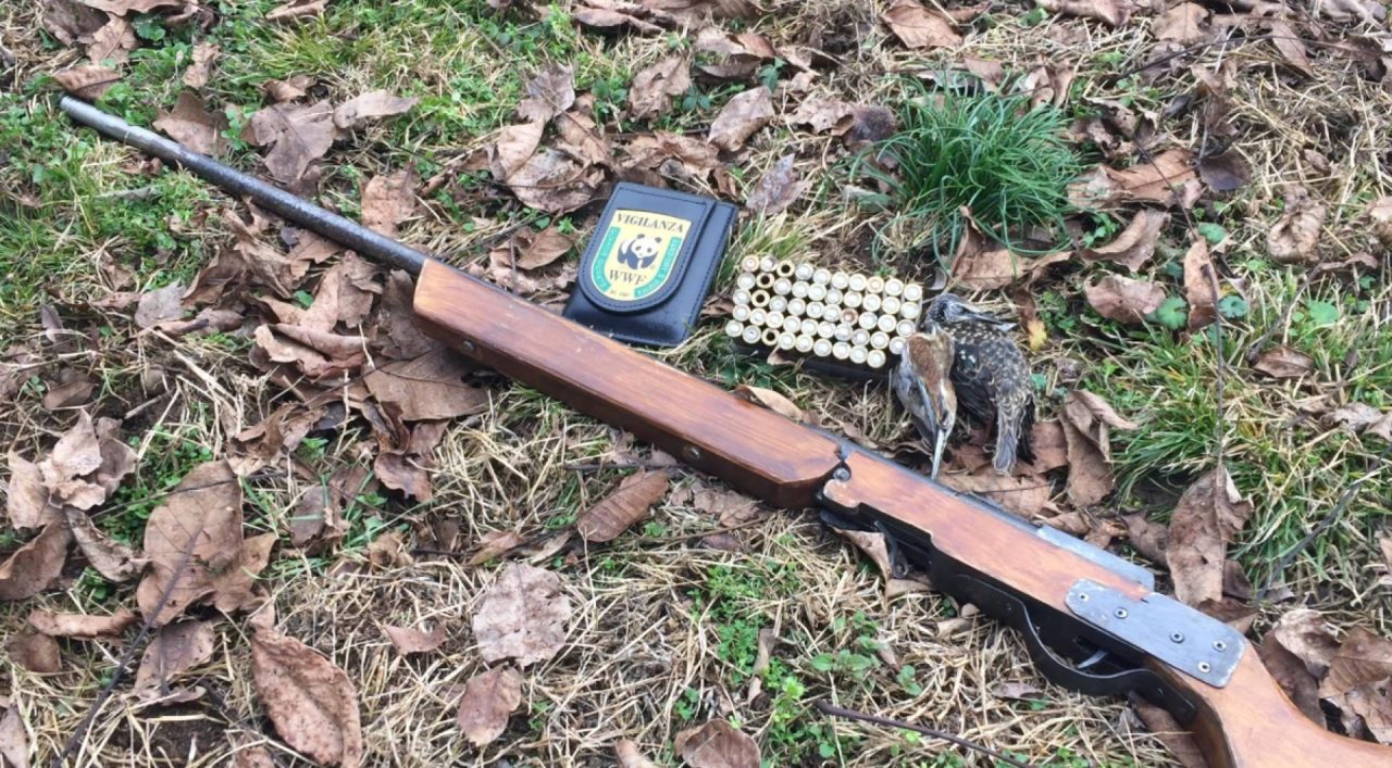 Arrestato bracconiere che sparava con arma clandestina