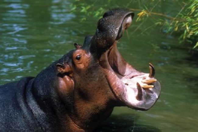 Azzannata da un ippopotamo durante un safari in Tanzania VIDEO e FOTO