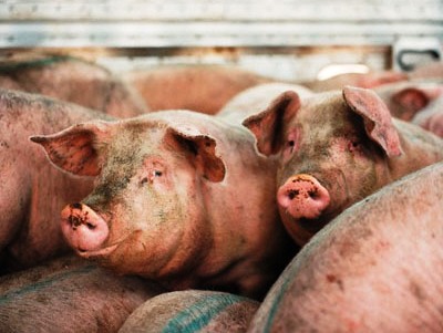 Scoperta porcilaia abusiva. Scatta la denuncia