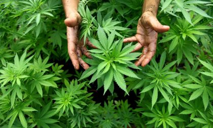 Piantagione di cannabis in giardino, arrestato un pregiudicato monteclarense
