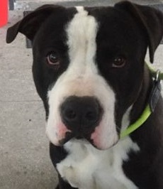 Cane avvelenato a Villachiara