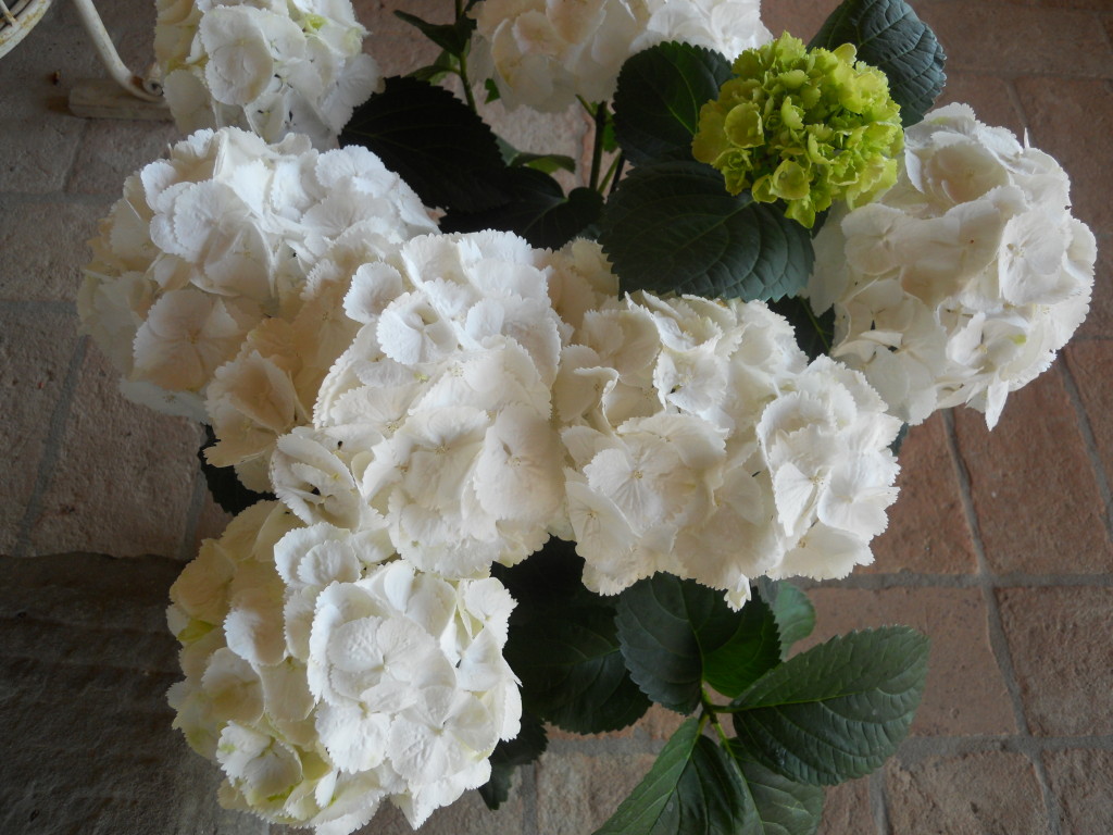 Gardensia: in piazza a Cologne per la sclerosi multipla