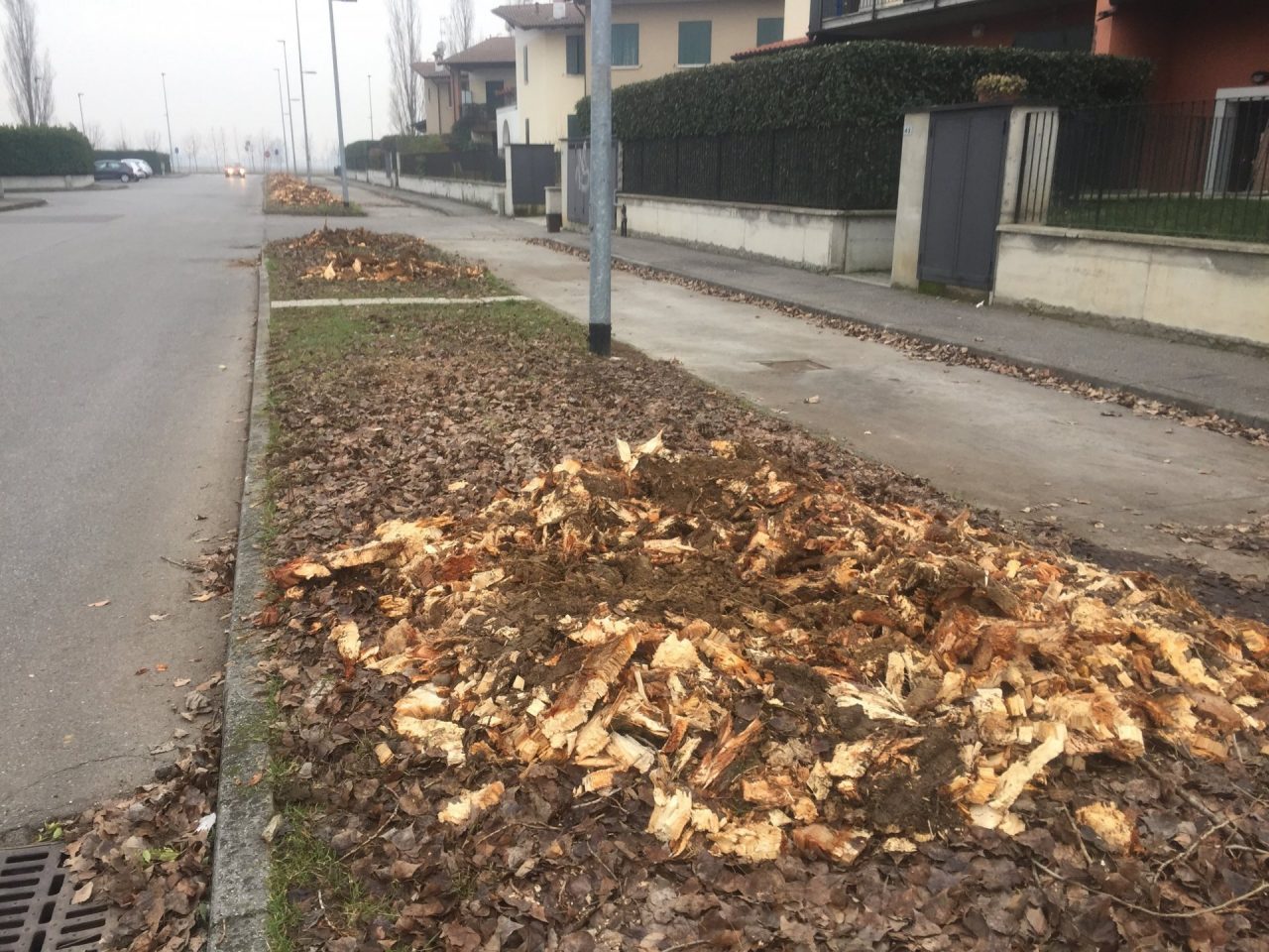 Taglio degli alberi a Manerbio Rimosse anche le radici