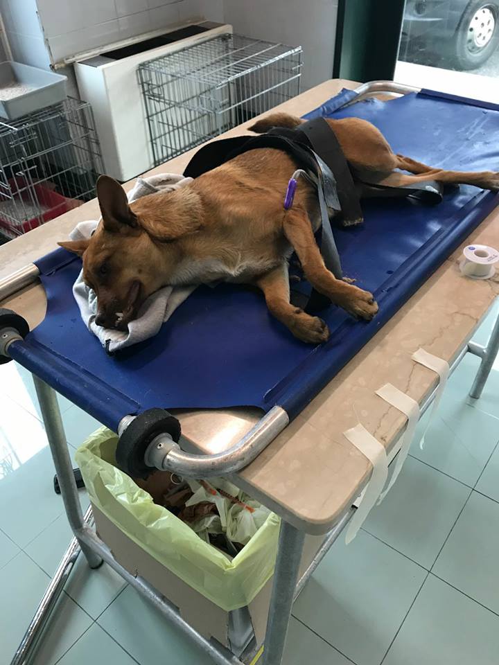 Cane investito: il conducente non si ferma