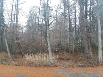 Parco dei tassodi di Paratico, via libera dalla Soprintendenza