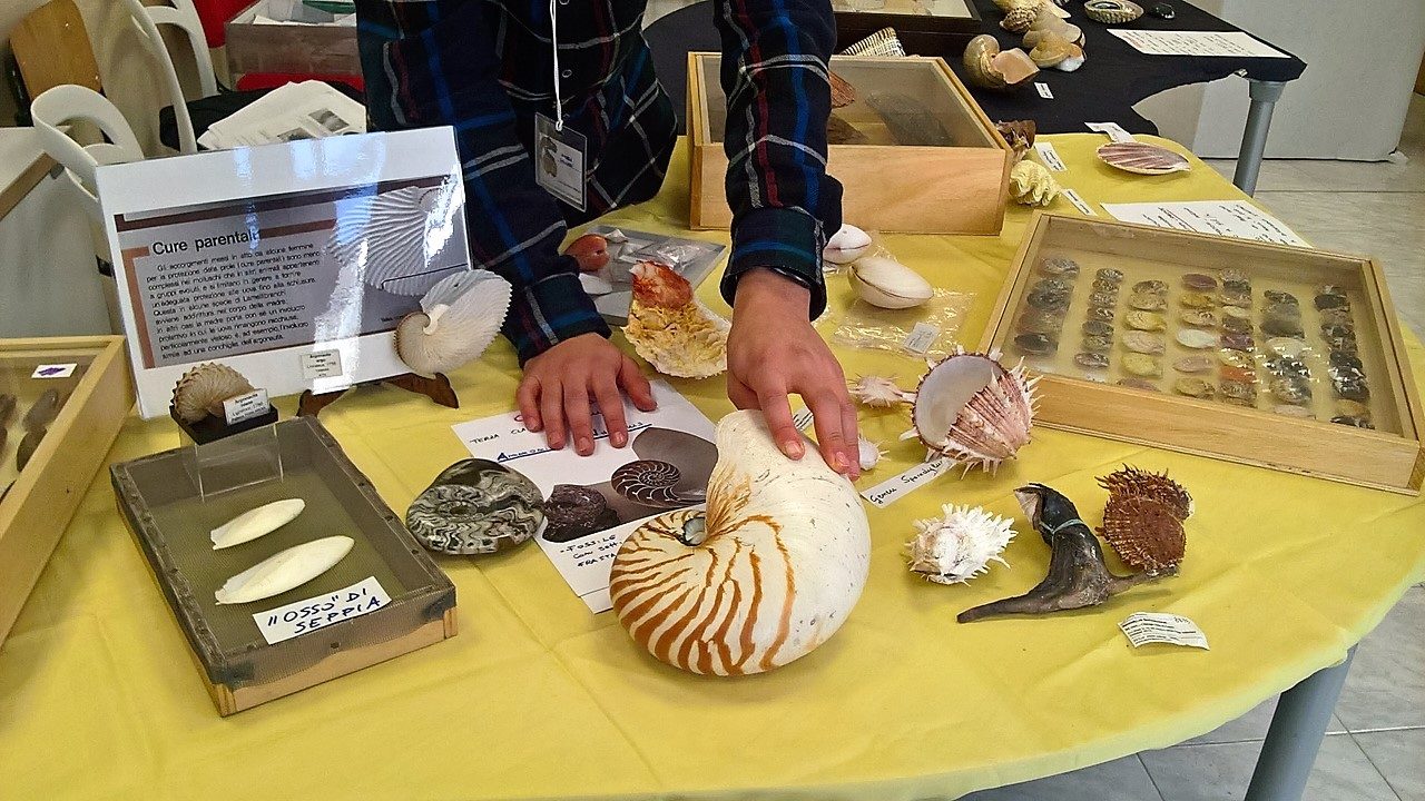 Mostra mineralogica alle scuole medie castegnatesi