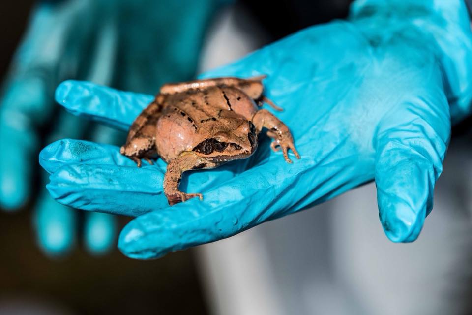 Laghetto di Serle, servono ancora volontari