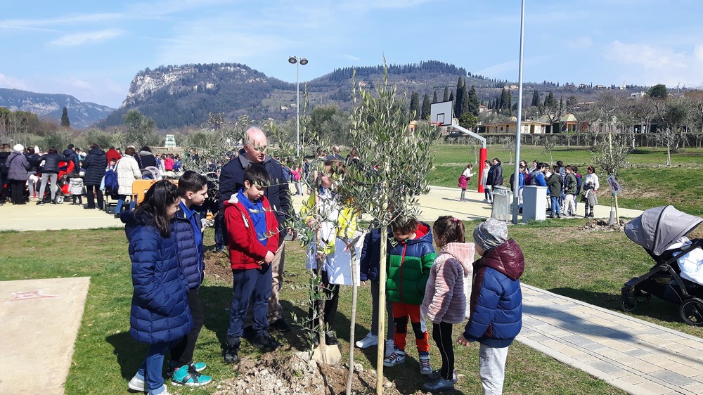 Piantumati 230 olivi a Bardolino
