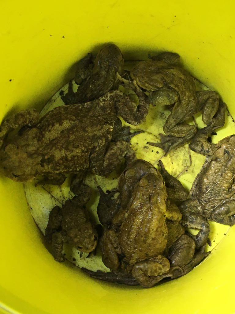 E’ ripartito il salvataggio dei Bufo bufo