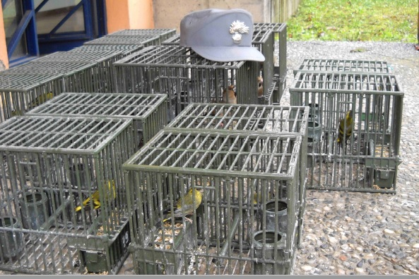 Antibracconaggio, reti e richiami vivi nella periferia di Brescia