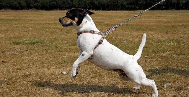 Emergenza Coronavirus, il decalogo del padrone perfetto a spasso con Fido