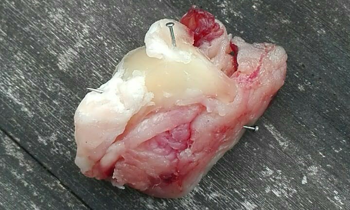 Boccone avvelenato nel giardino di casa a Erbusco