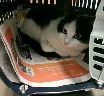 Gatto impallinato a Passirano