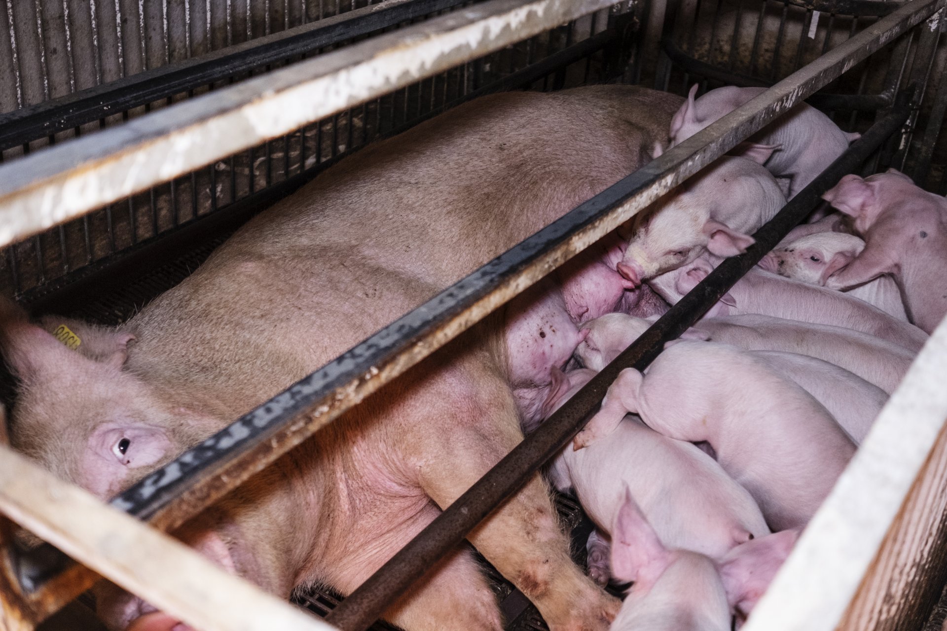 sows+piglets01_breedingfarm05mn_investigationitalyham2017-18